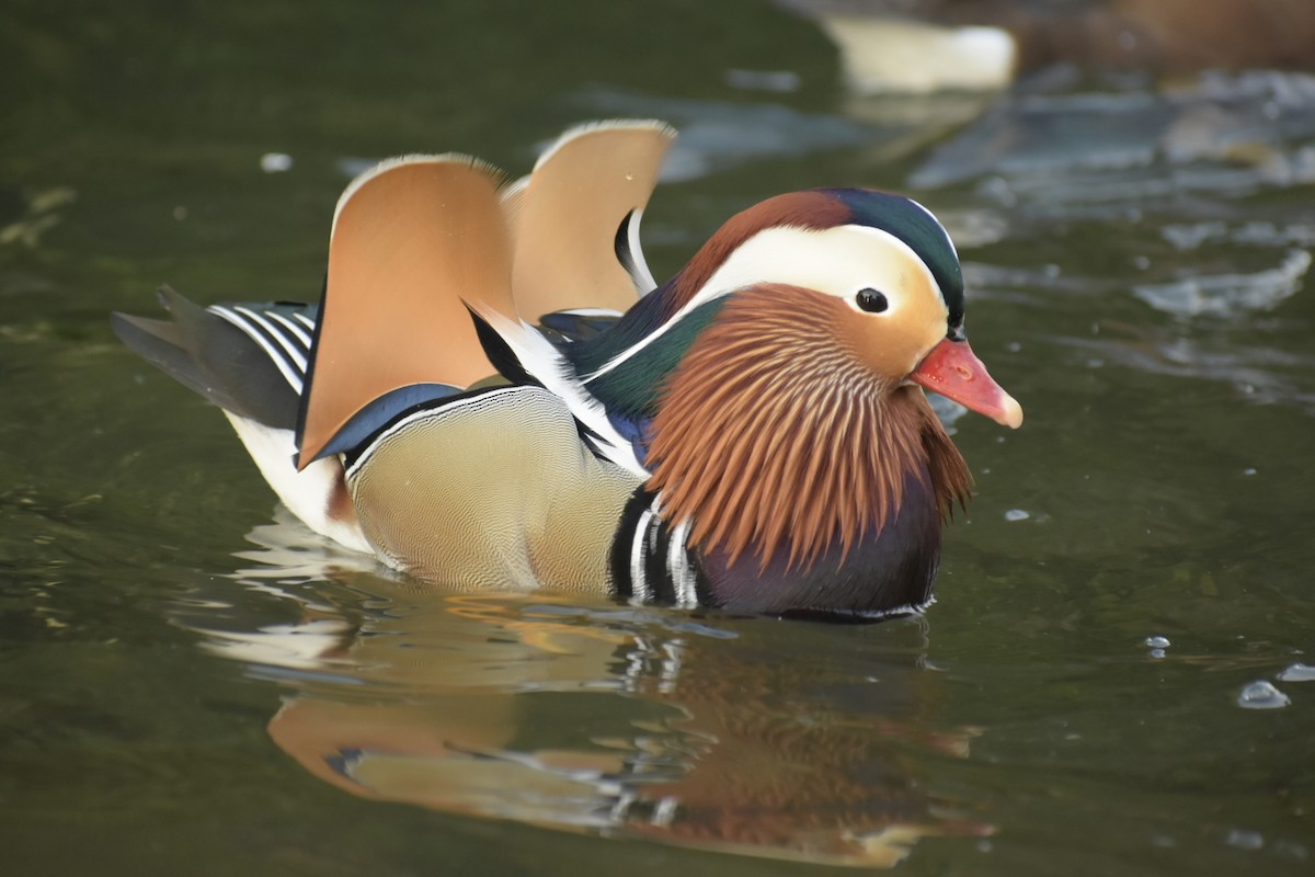 Mandarin Duck - Bruno Bareiro