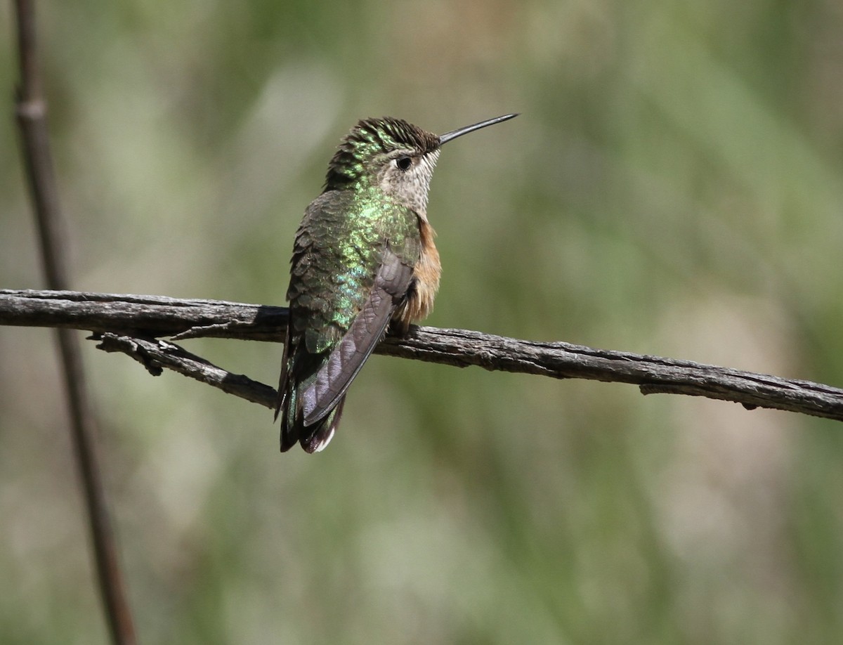 Broad-tailed Hummingbird - ML592980781