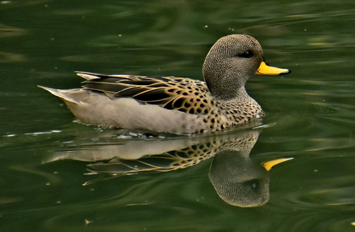 Yellow-billed Pintail - Bruno Bareiro