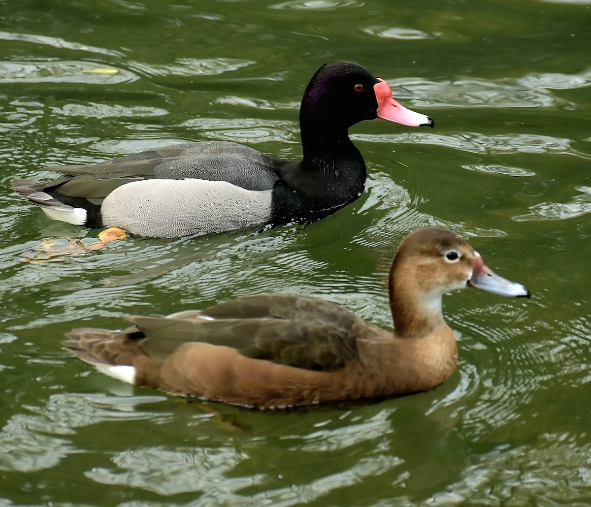 Rosy-billed Pochard - Bruno Bareiro