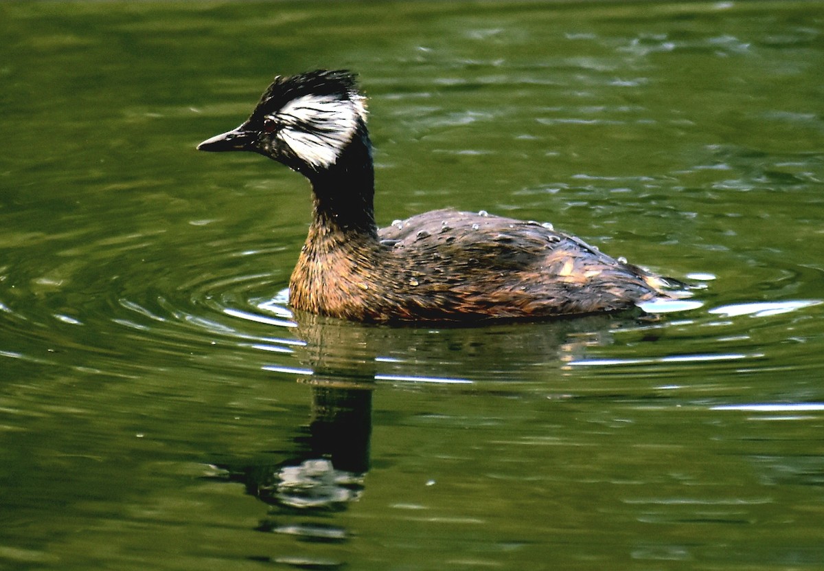 White-tufted Grebe - Bruno Bareiro