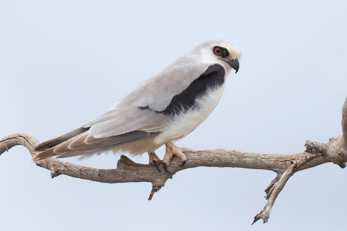 Letter-winged Kite - ML592981381