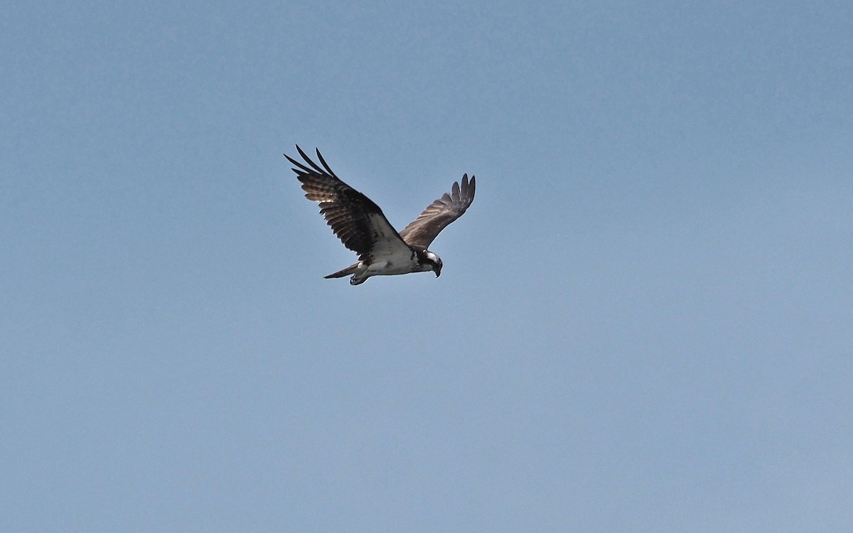 Águila Pescadora - ML592981591
