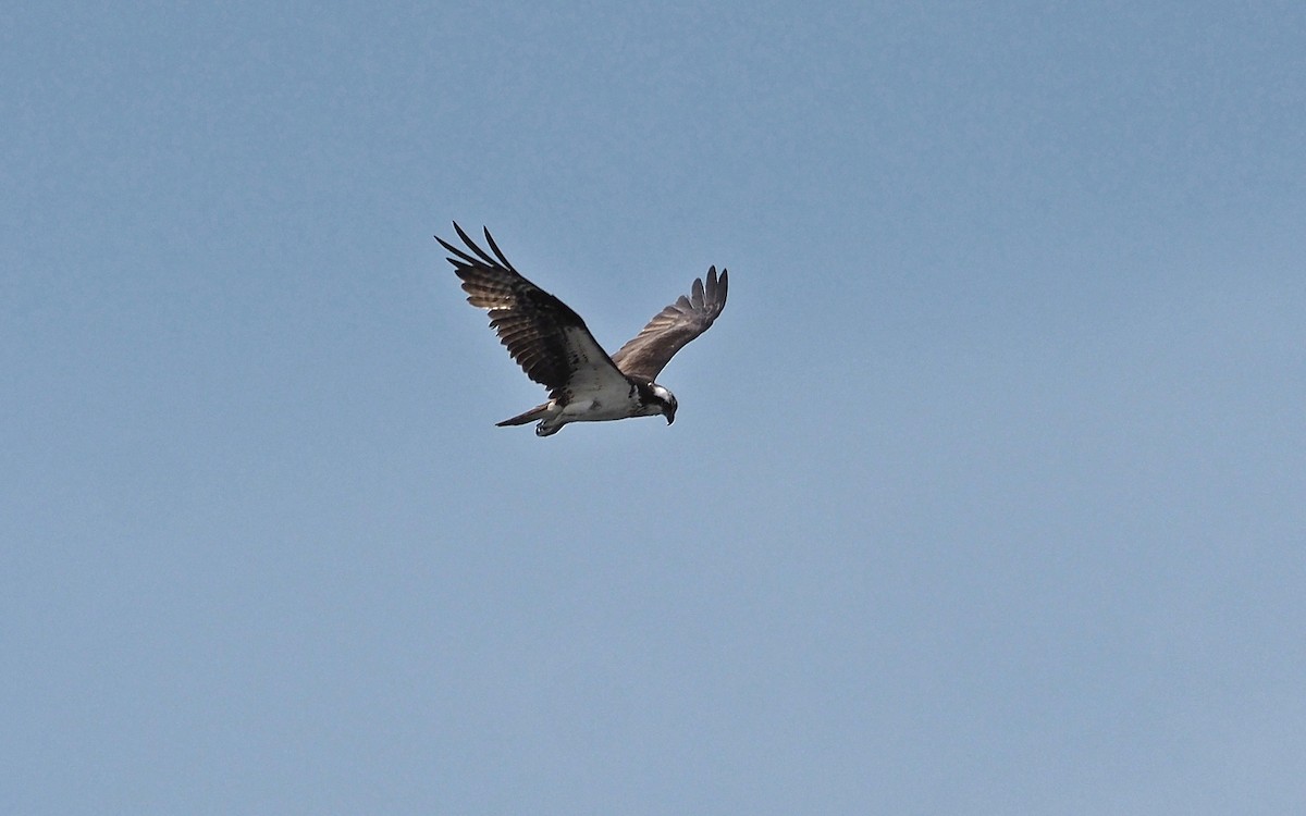 Balbuzard pêcheur - ML592981591