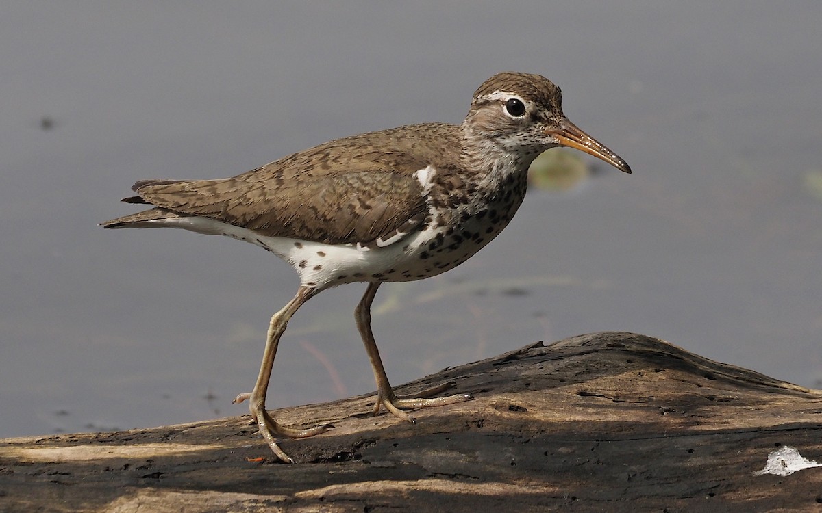 Spotted Sandpiper - ML592981611