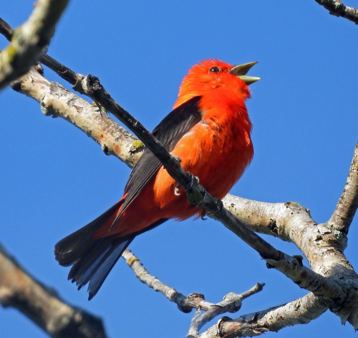 Scarlet Tanager - ML592982231