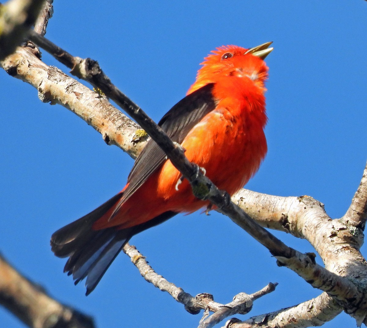 Scarlet Tanager - ML592982241