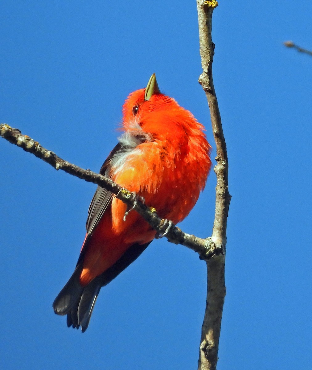 Scarlet Tanager - ML592982251