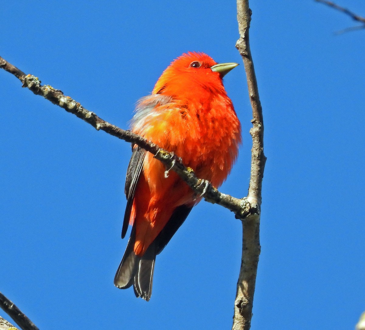 Scarlet Tanager - ML592982261