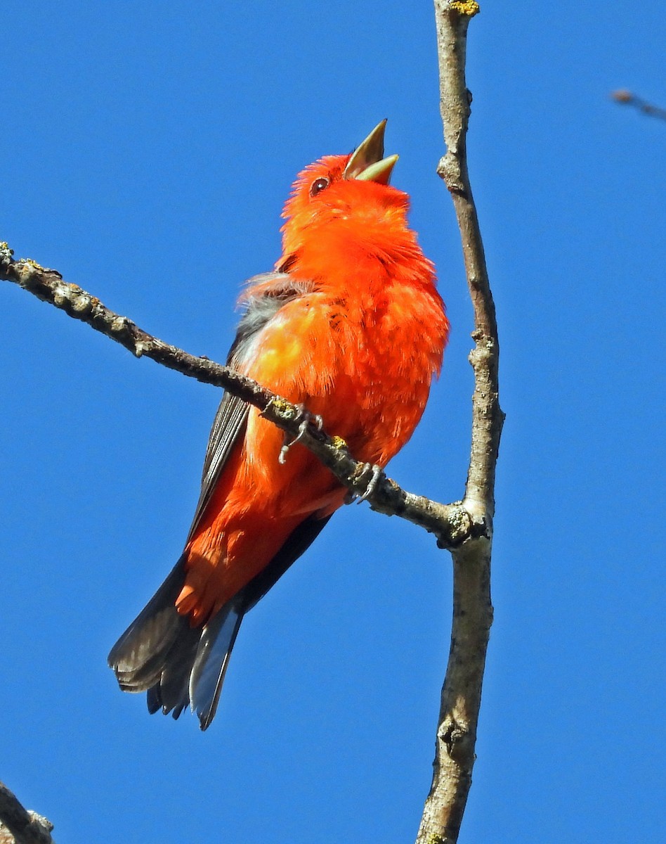 Scarlet Tanager - ML592982271