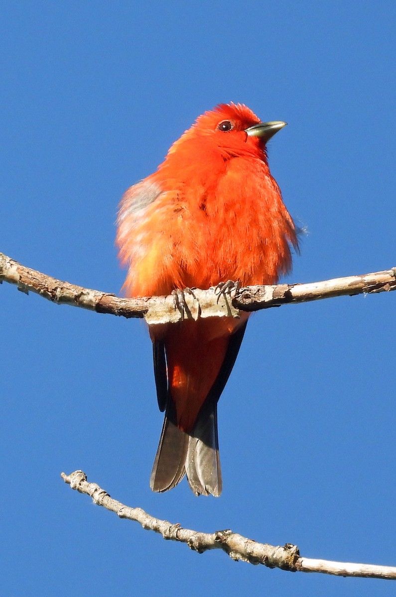 Scarlet Tanager - ML592982291