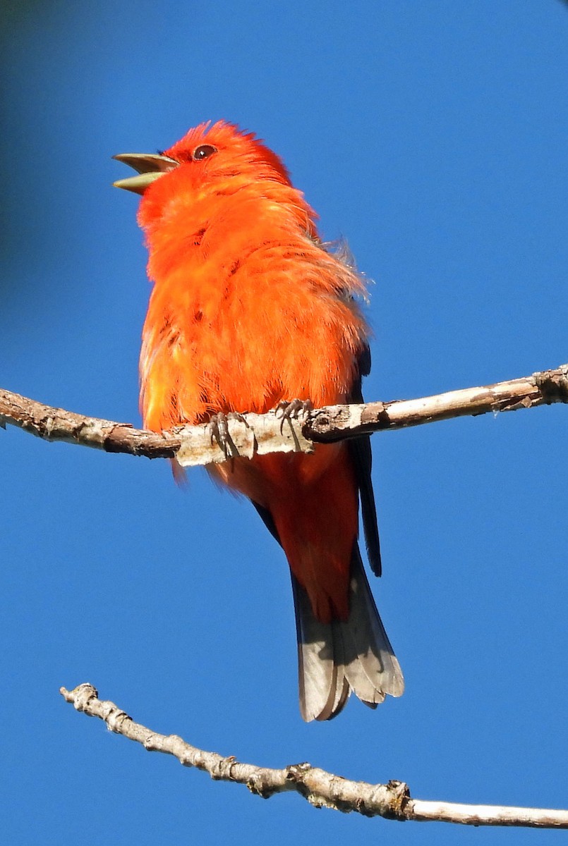 Scarlet Tanager - ML592982301