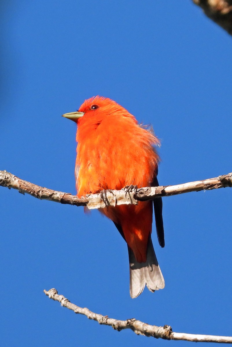 Scarlet Tanager - ML592982481