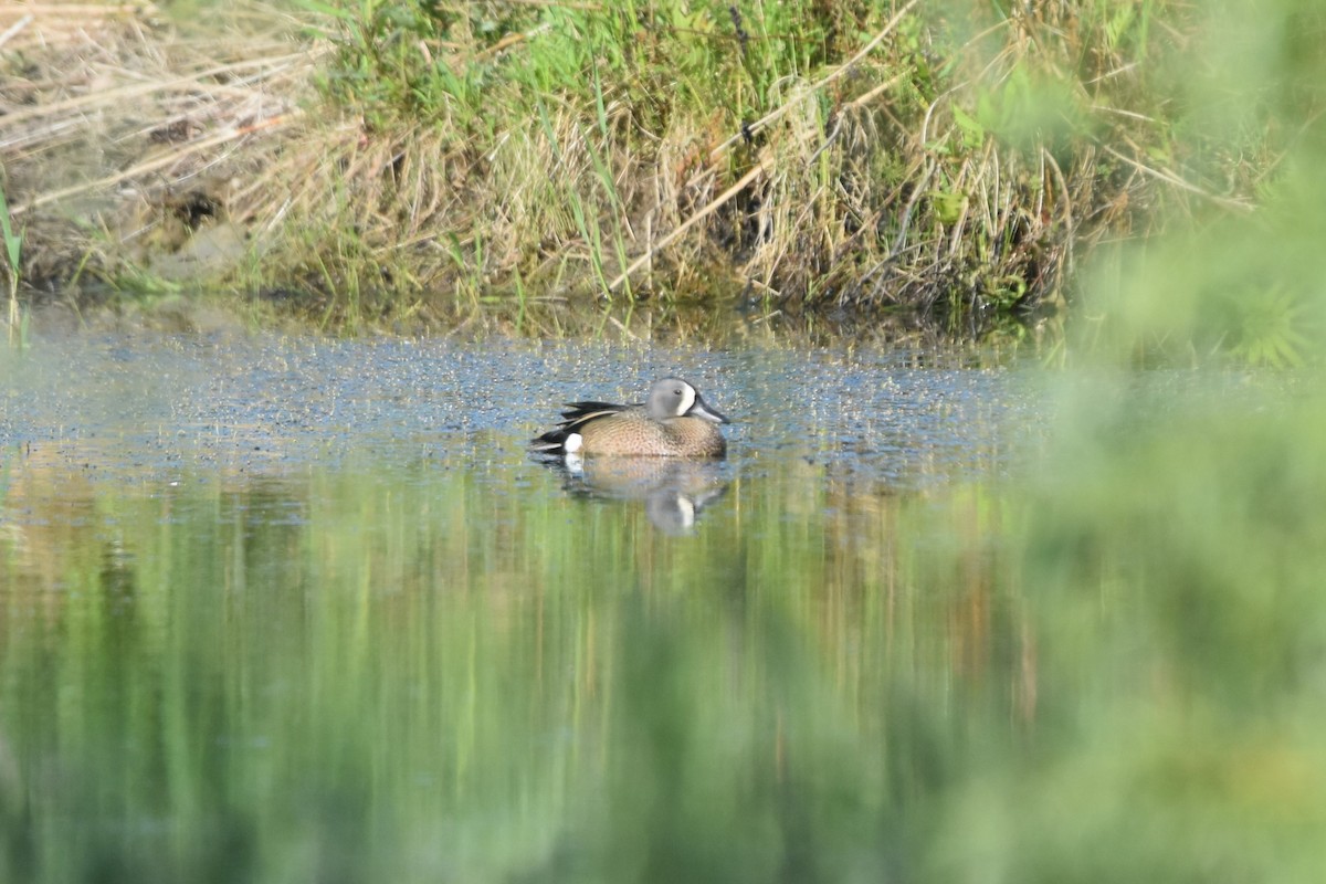 Blue-winged Teal - ML592983211