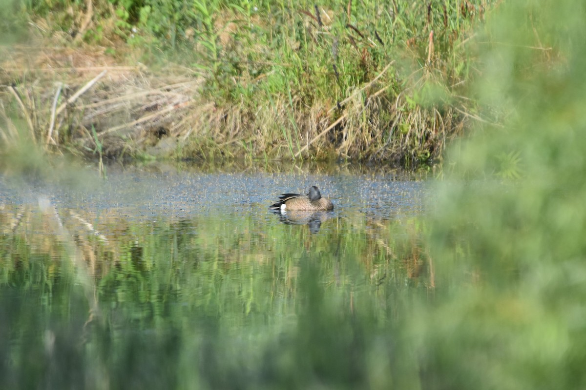 Blue-winged Teal - ML592983221