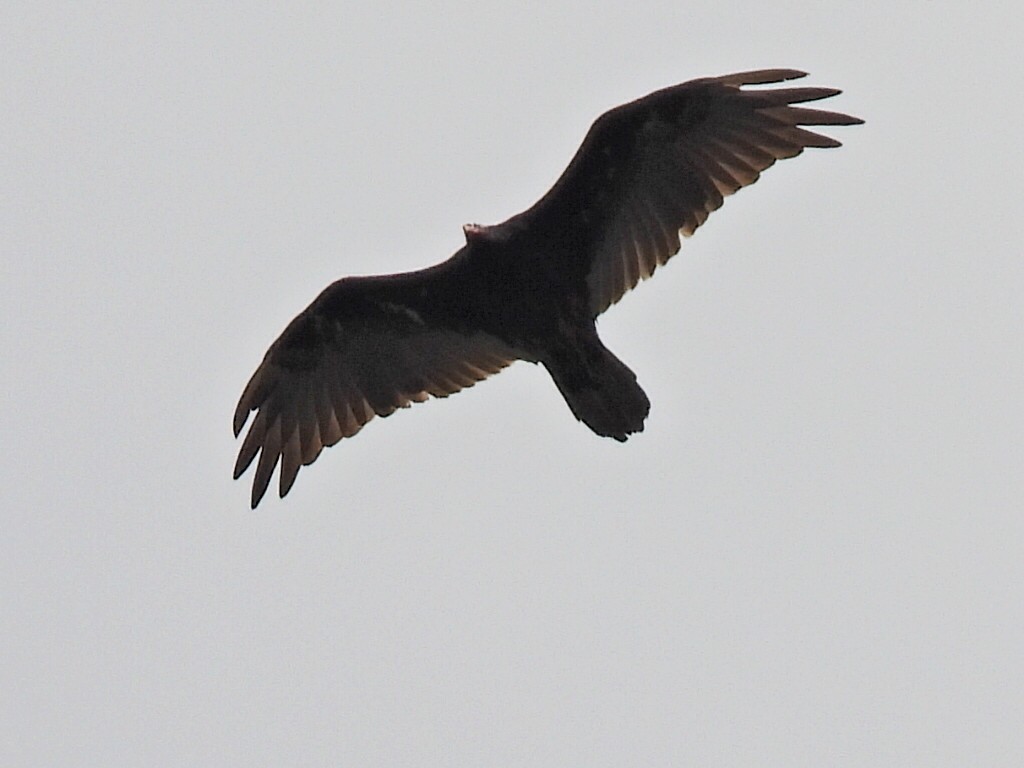 Turkey Vulture - ML592983331