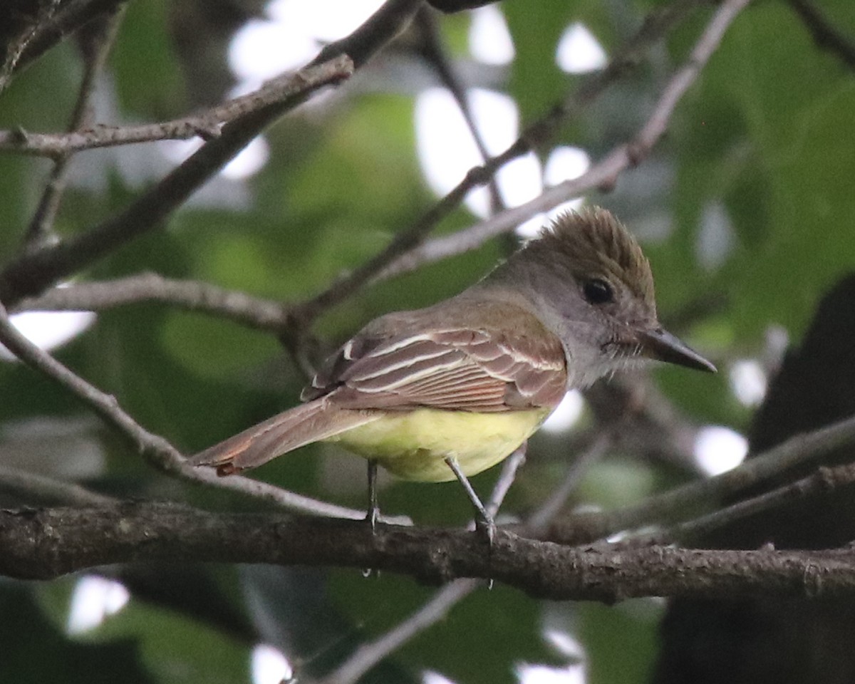 Great Crested Flycatcher - John Cyrus