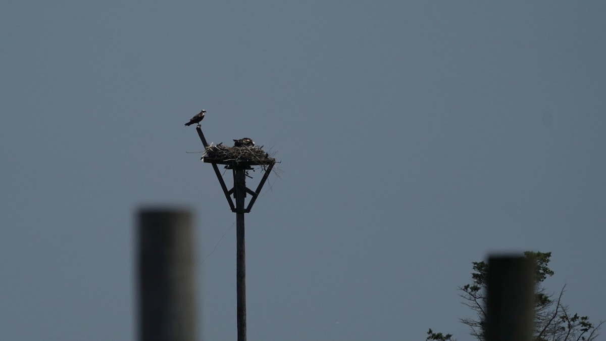 Osprey - Indira Thirkannad