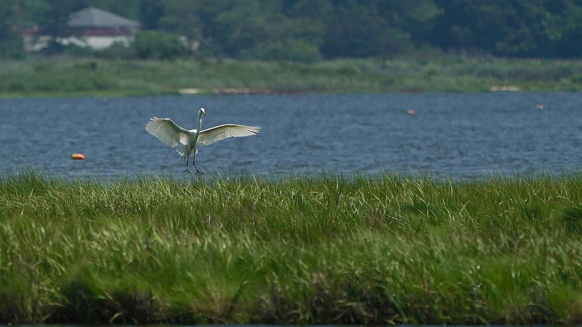 Great Egret - ML592985341