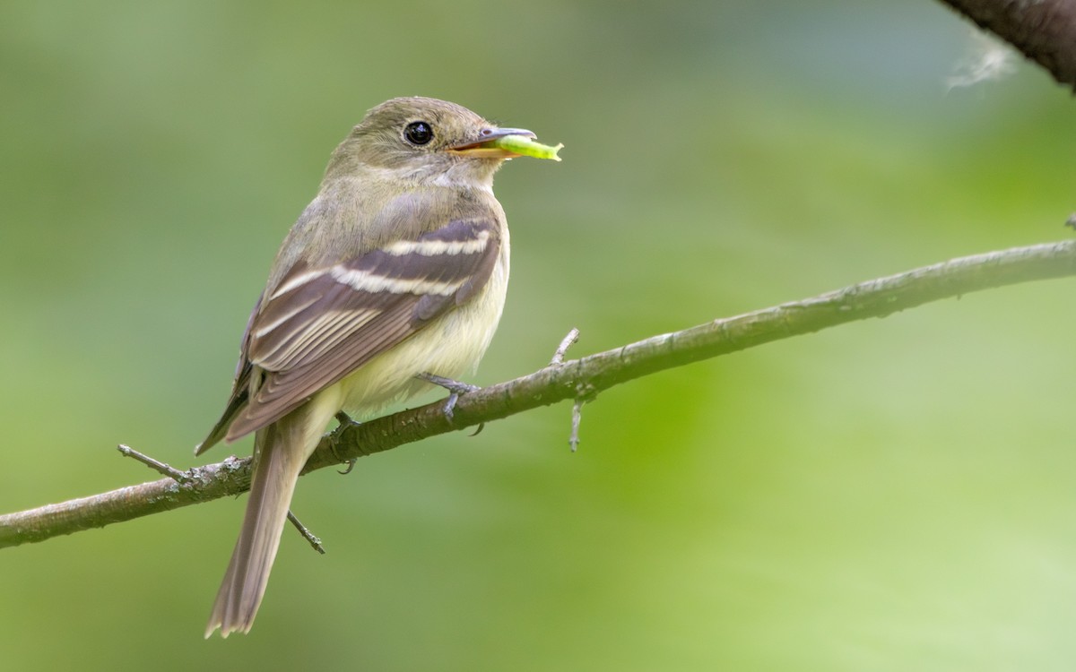 Acadian Flycatcher - ML592985581
