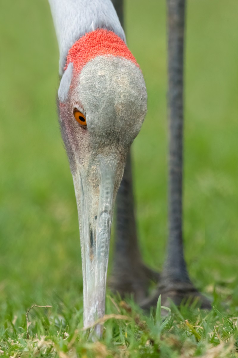 Grue brolga - ML592987551