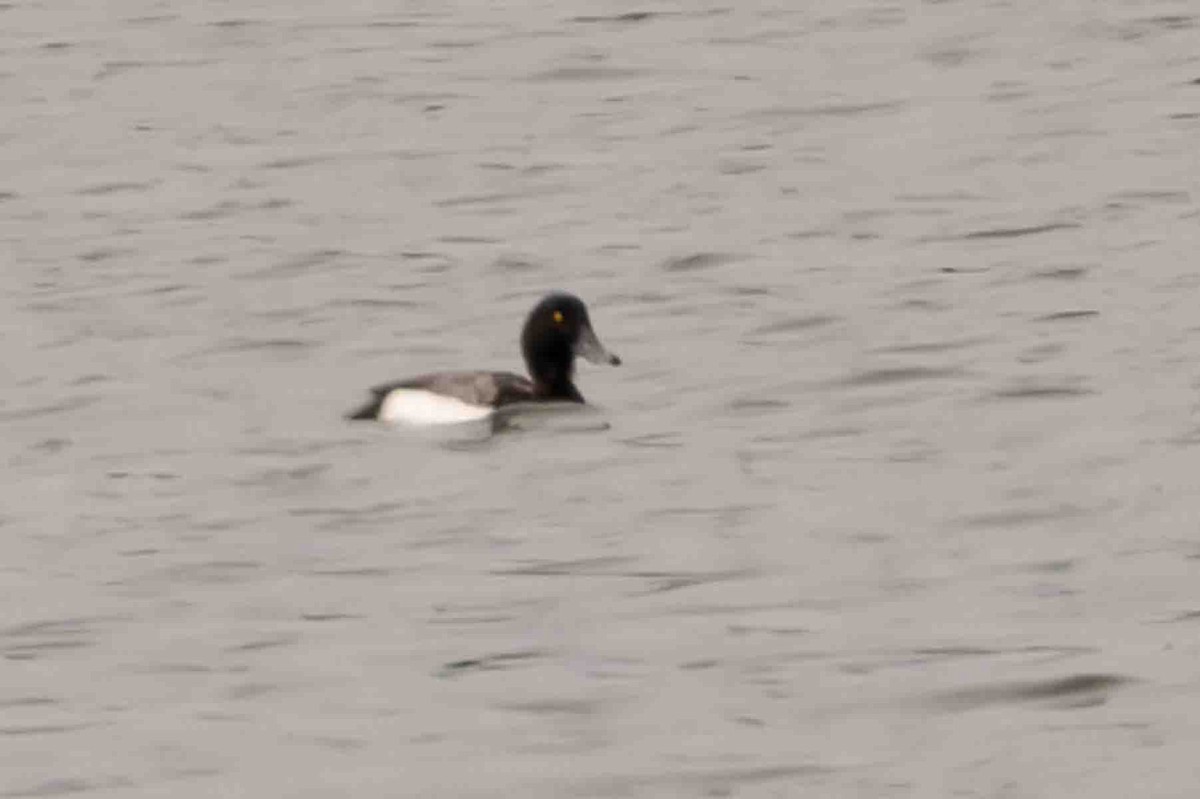 Greater Scaup - ML592987561