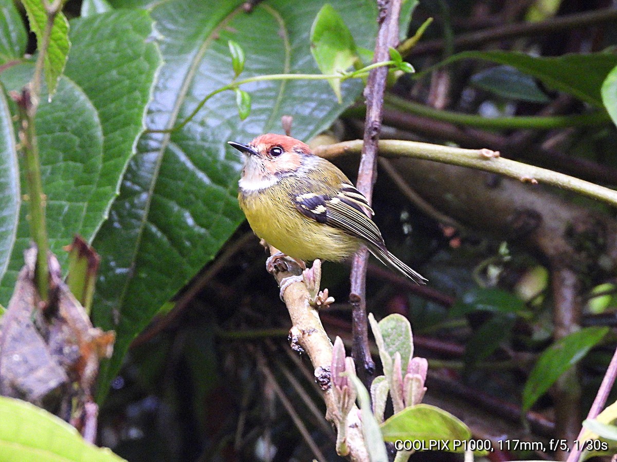 Rufous-crowned Tody-Flycatcher - ML592989871