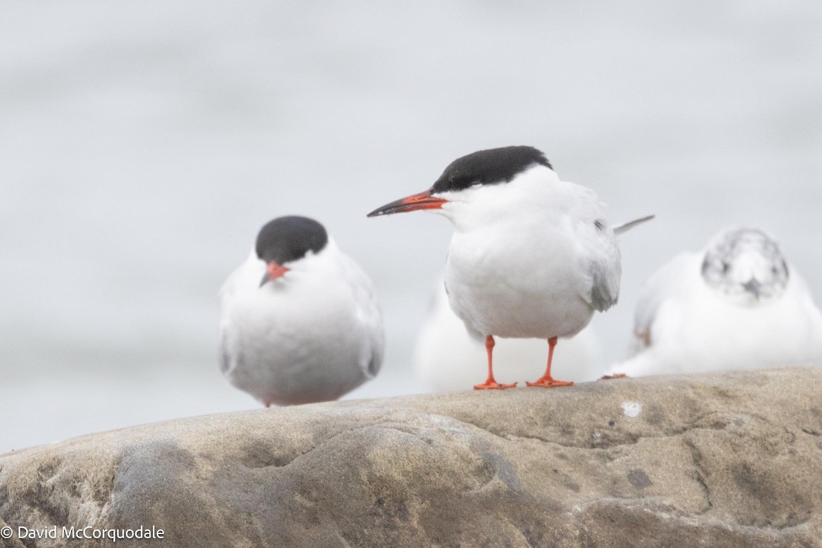 Common Tern - ML592990051