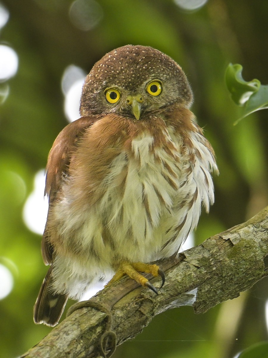 Central American Pygmy-Owl - ML592990491