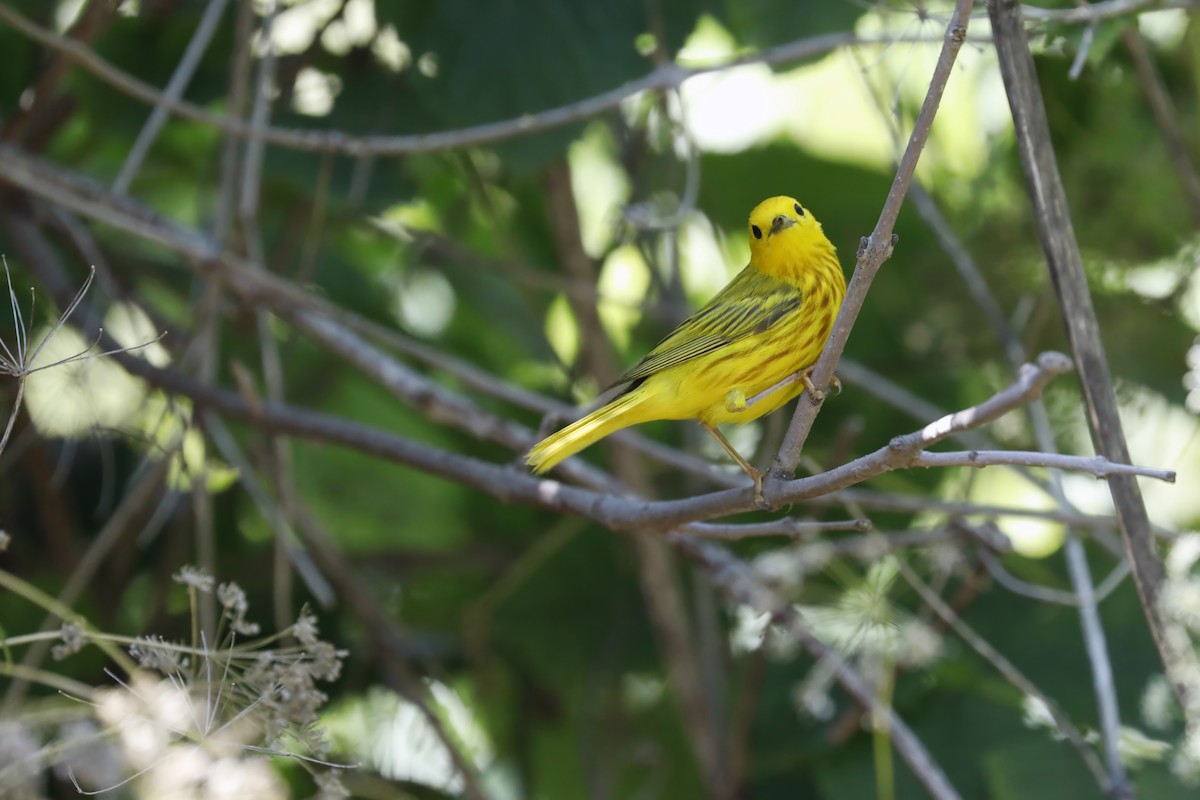 Yellow Warbler - Tommy Childers