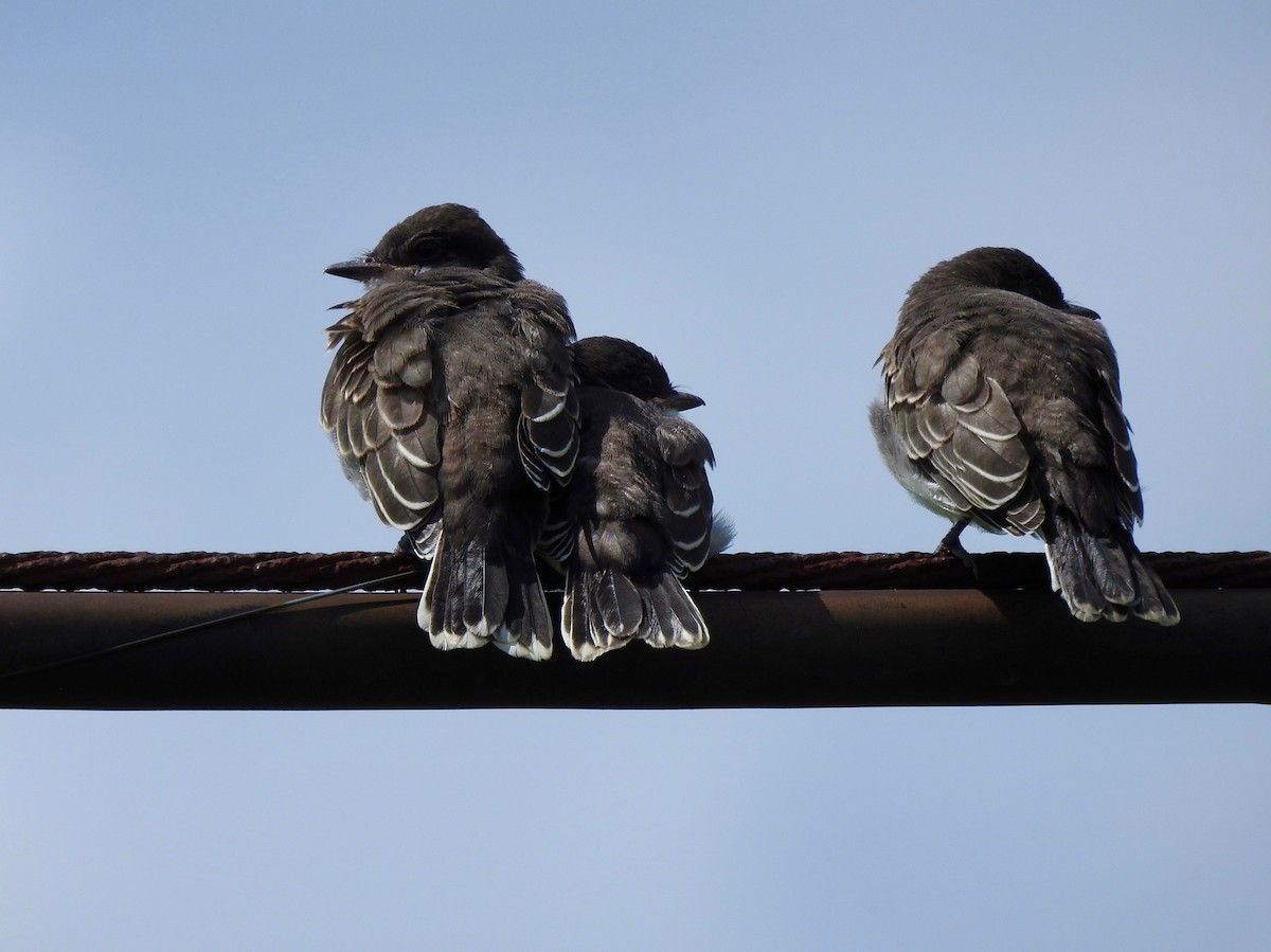 Eastern Kingbird - ML592991551