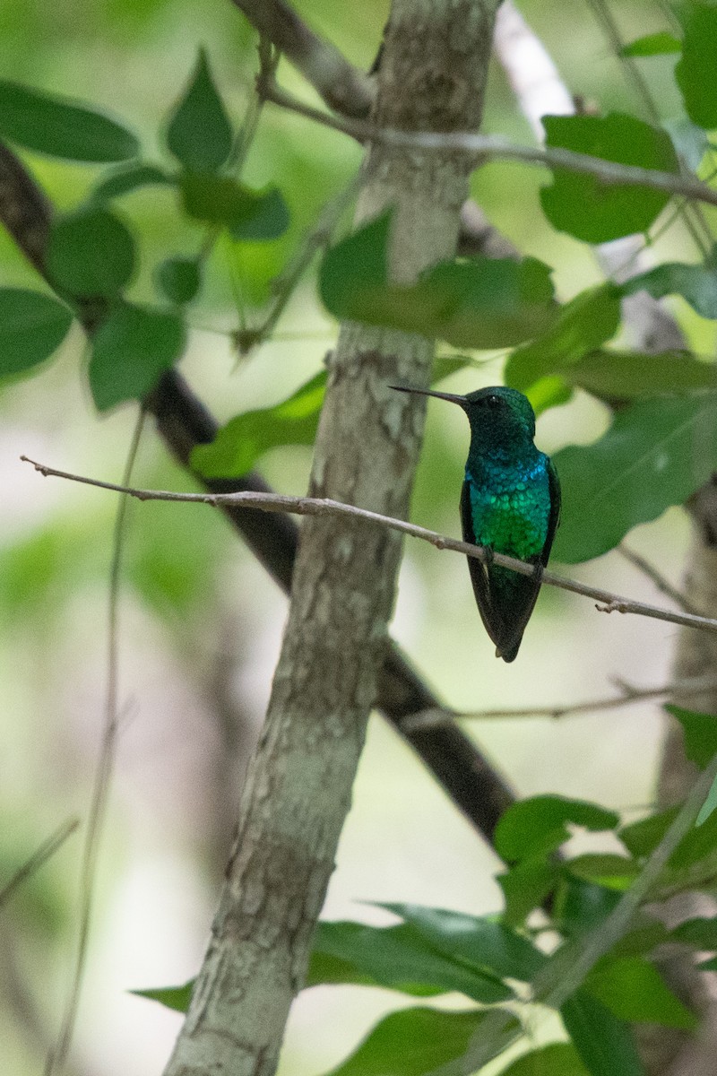 Shining-green Hummingbird - ML592991861