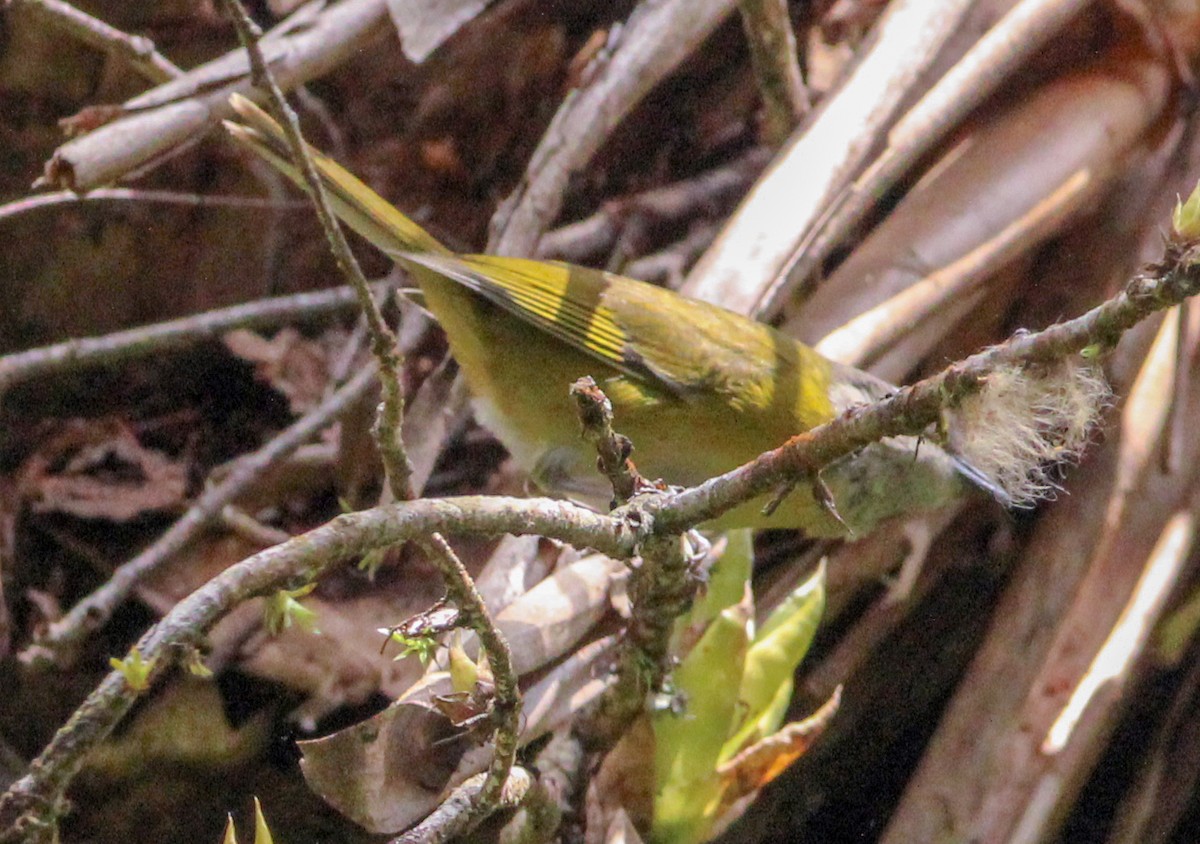 Lesser Greenlet - Jeffrey McCrary