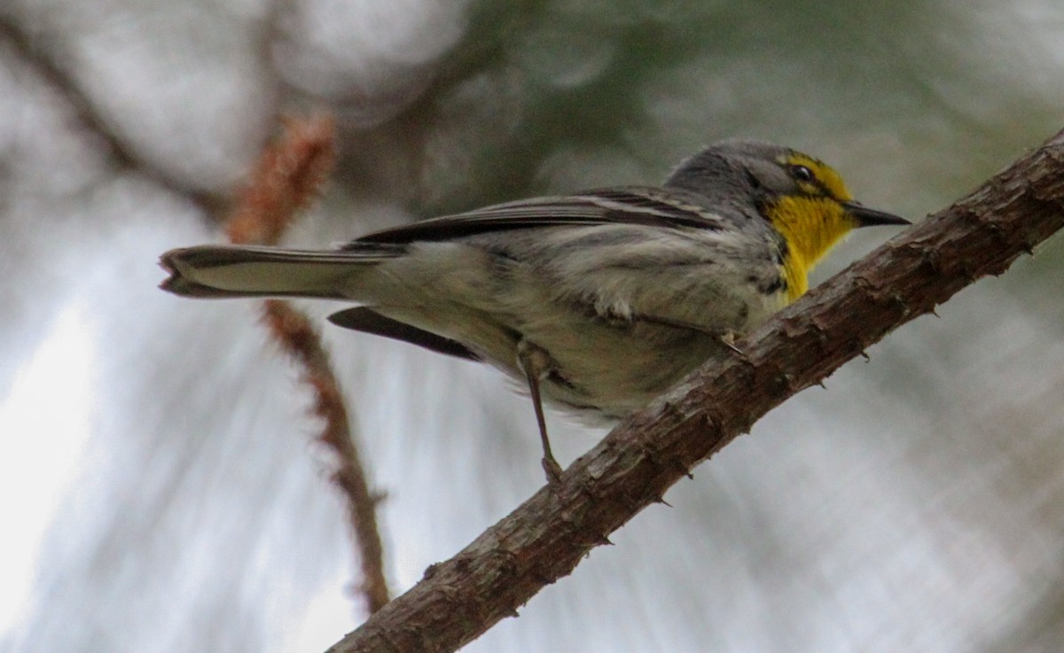 Grace's Warbler - Jeffrey McCrary