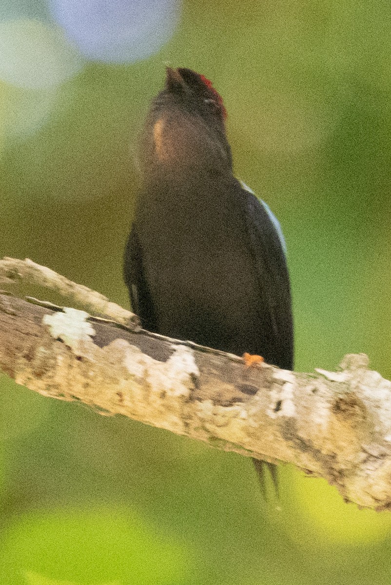 Lance-tailed Manakin - Brendan Burns