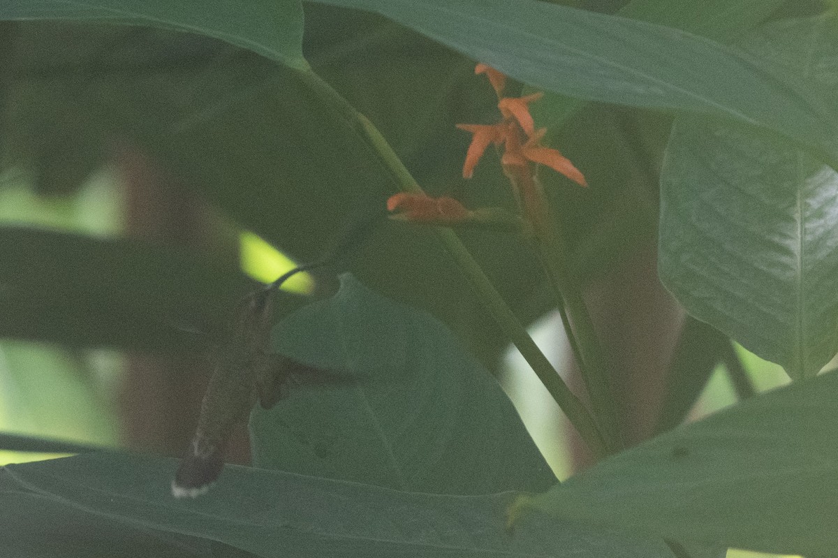Краснохвостый колибри-отшельник - ML592996091