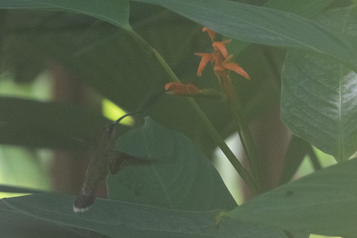 Rufous-breasted Hermit - ML592996091