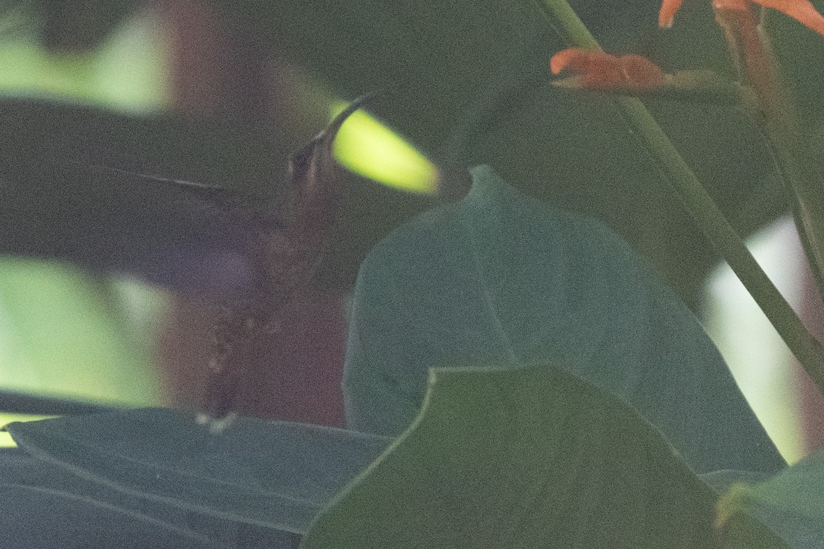 Краснохвостый колибри-отшельник - ML592996101