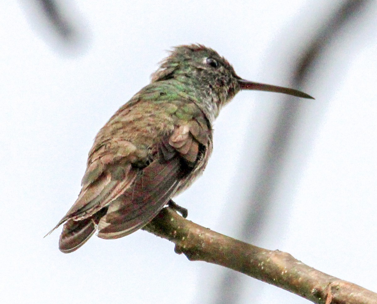 Azure-crowned Hummingbird - ML592996511