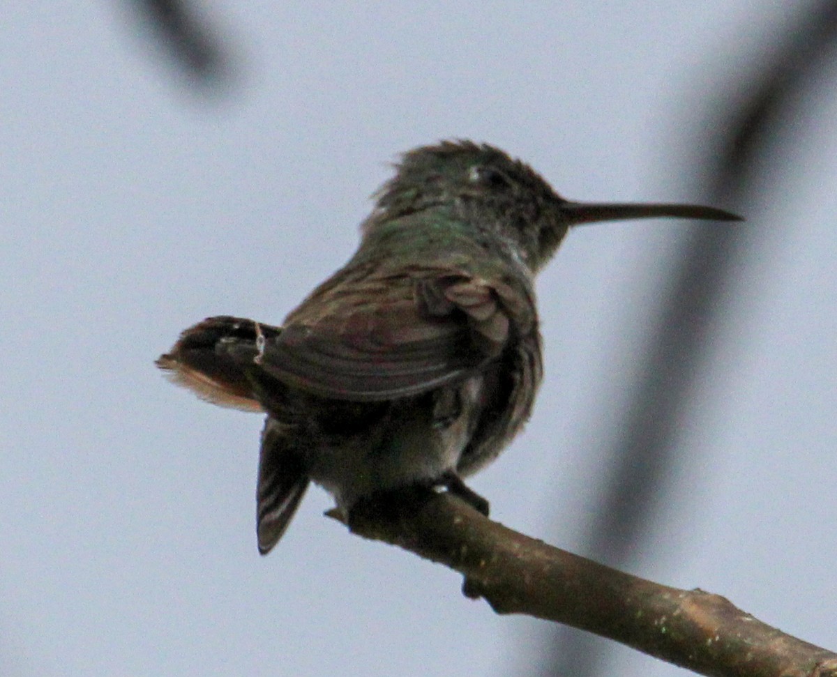 Azure-crowned Hummingbird - ML592996521