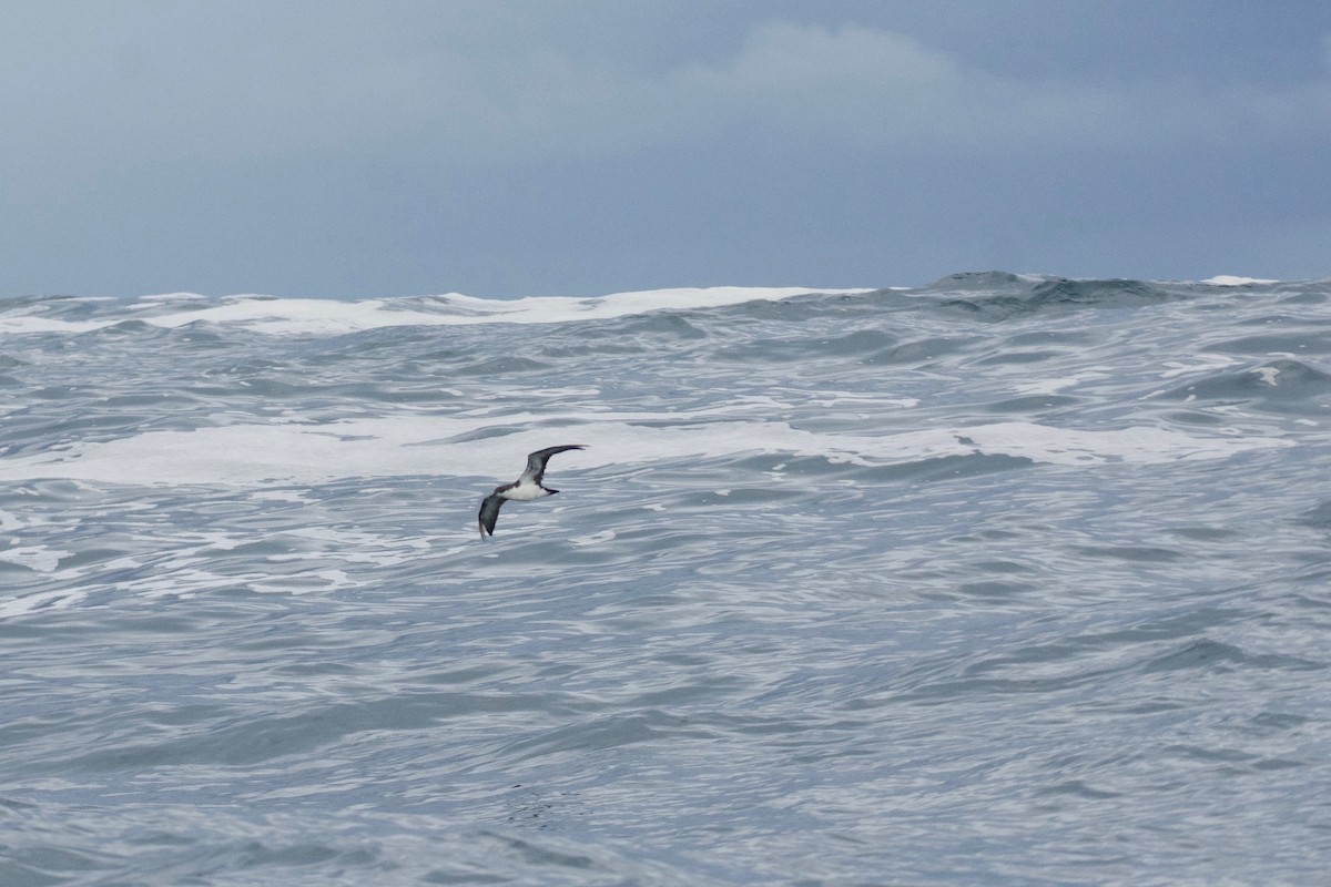 Galapagos Shearwater (Light-winged) - ML592996531