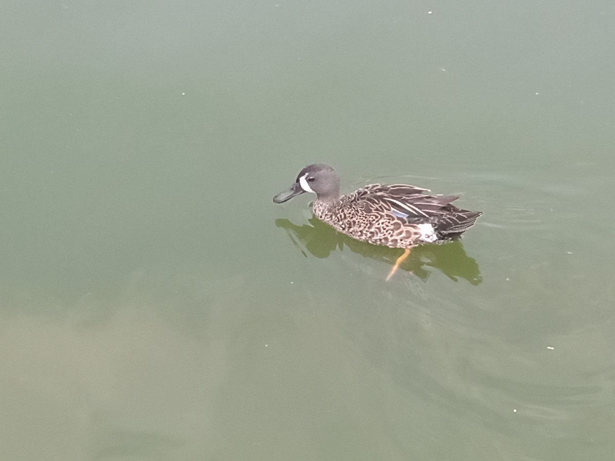 Blue-winged Teal - Octavio Vargas Gallegos