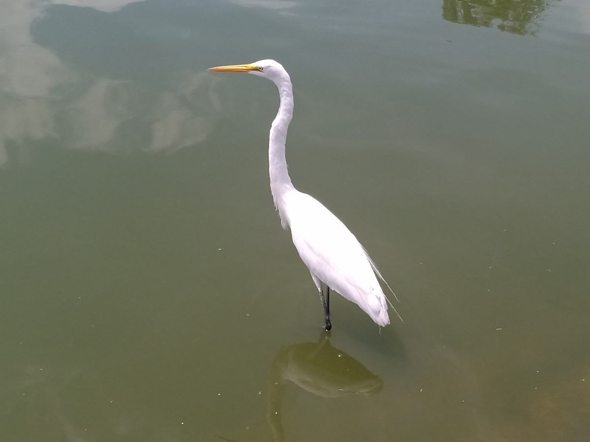 Great Egret - ML592997161