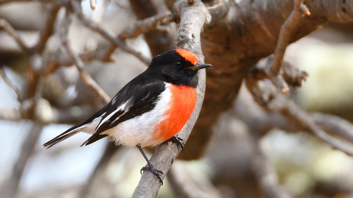 Red-capped Robin - ML592997381