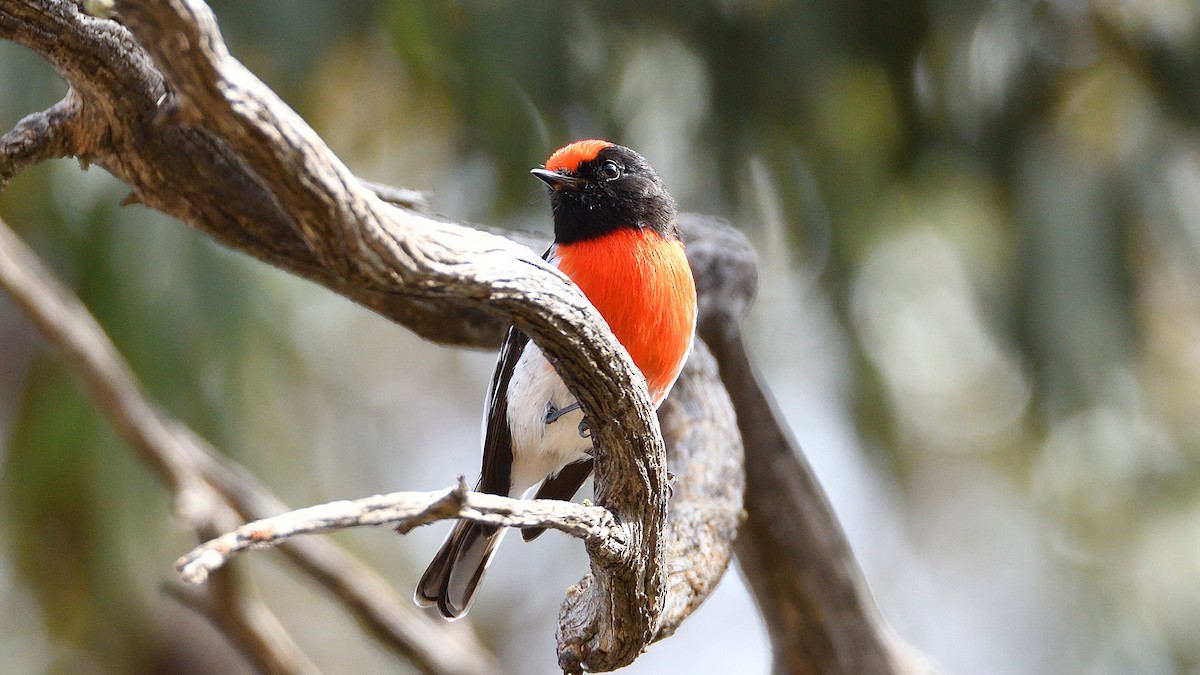 Red-capped Robin - ML592997571
