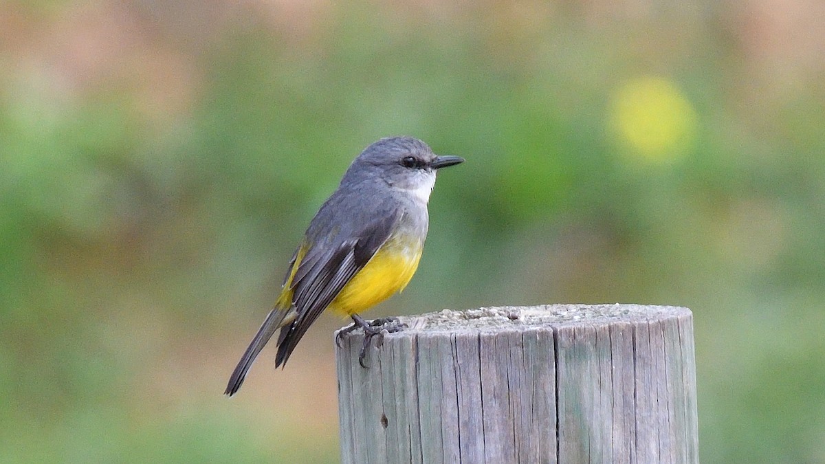 Western Yellow Robin - ML592997641