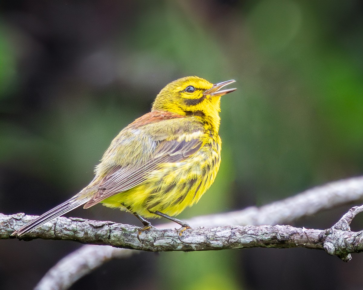 Prairie Warbler - ML592998381