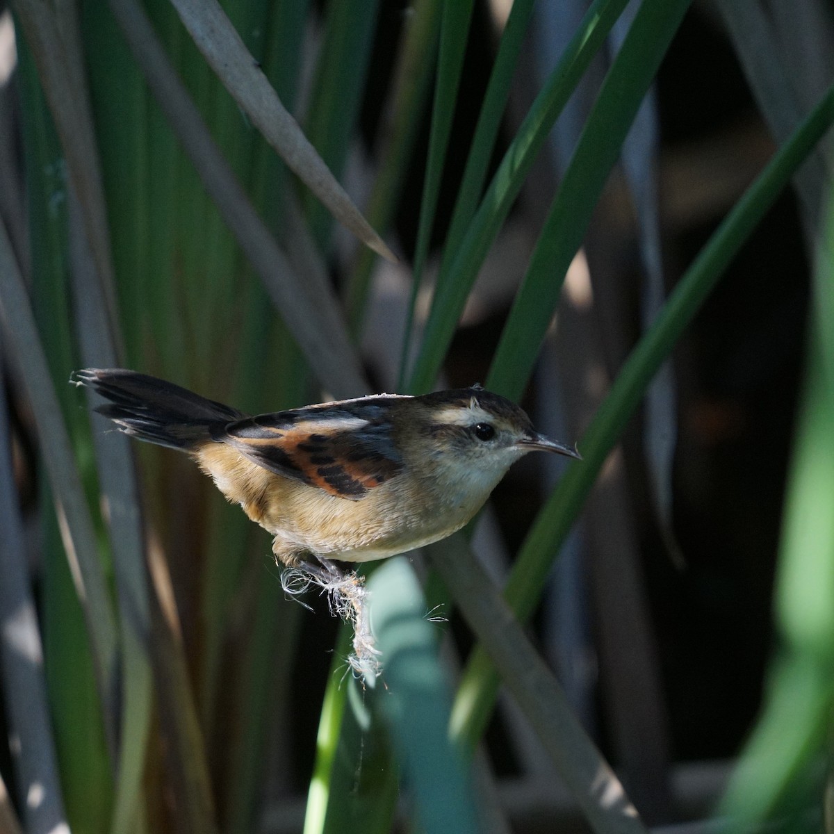 Wren-like Rushbird - ML592998421