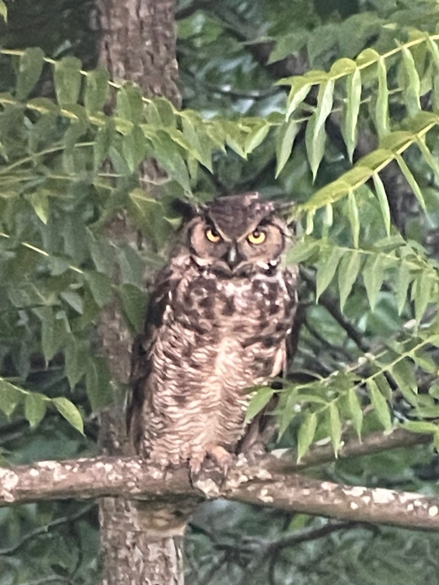 Great Horned Owl - ML592999281