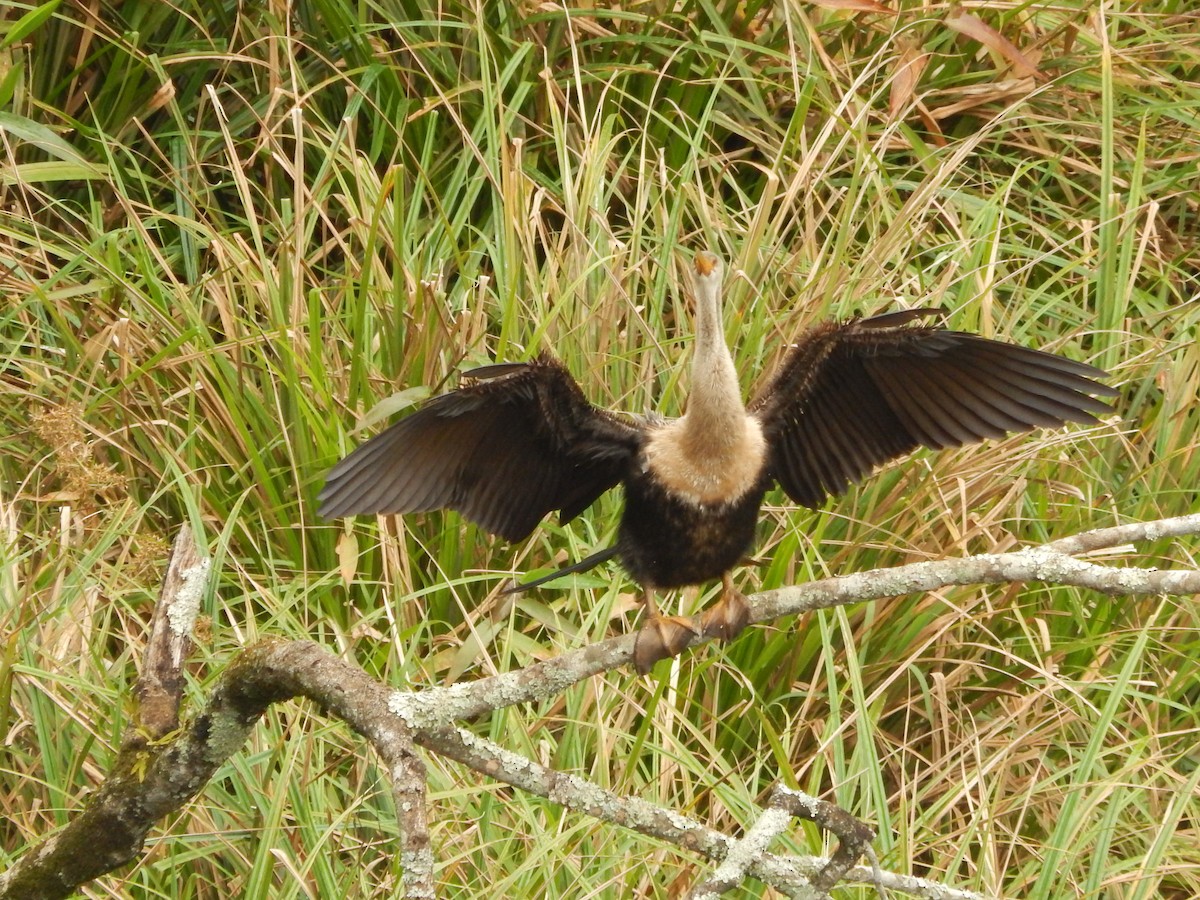 Anhinga - Fabiana Santos de Oliveira